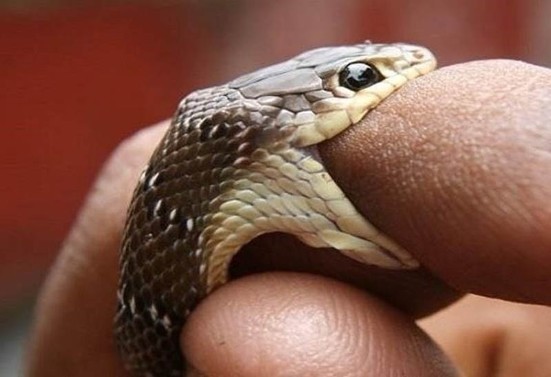 Nằm mơ thấy rắn cắn người thân đánh con gì?